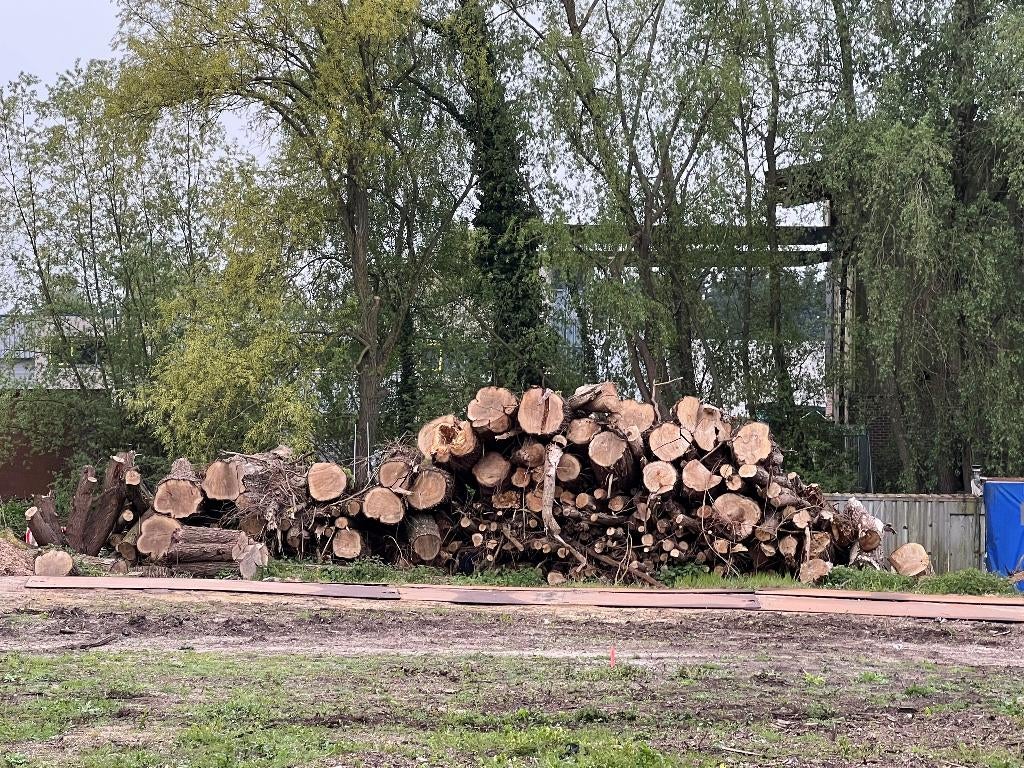 Boomstammen / Haardhout, 6 m³ of meer, Ophalen, Overige houtsoorten, Stammen