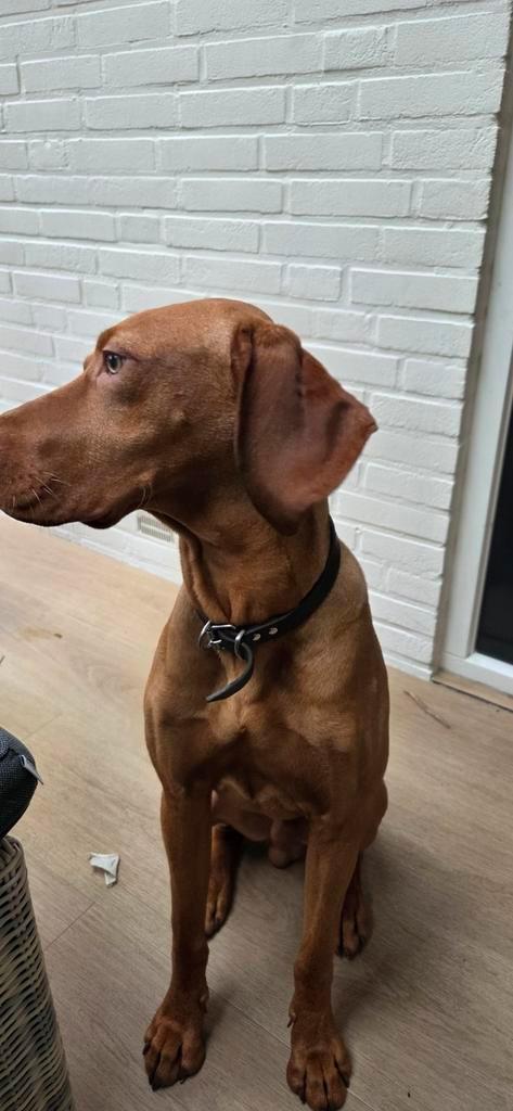 Visla pup, Dieren en Toebehoren, Honden | Dekreuen, Reu, Particulier, Eén hond, Nederland, 15 weken tot 1 jaar