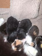 Mooi nestje kittens, Meerdere dieren