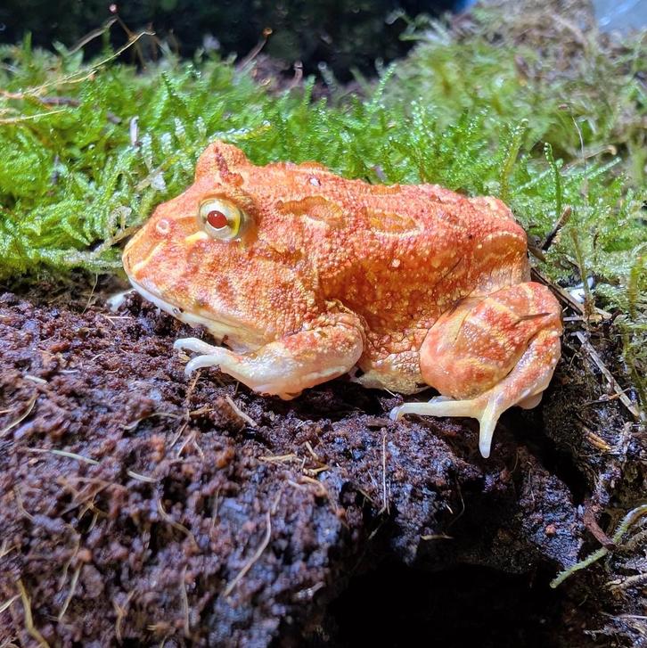 Hoornkikker (Ceratophrys cranwelli ) Strawberry / Albino