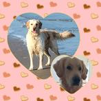 Golden retriever pups verwacht!, Dieren en Toebehoren, Golden retriever, 8 tot 15 weken, Parvo, Meerdere