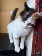 Jarela, Maria Antoñita, gered uit een colonie, 25-01-2024, Dieren en Toebehoren, Katten en Kittens | Overige Katten, Poes, Kortharig