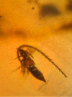 Birmees Amber (01) met insluiting van Coleoptera roofkever., Verzenden, Fossiel