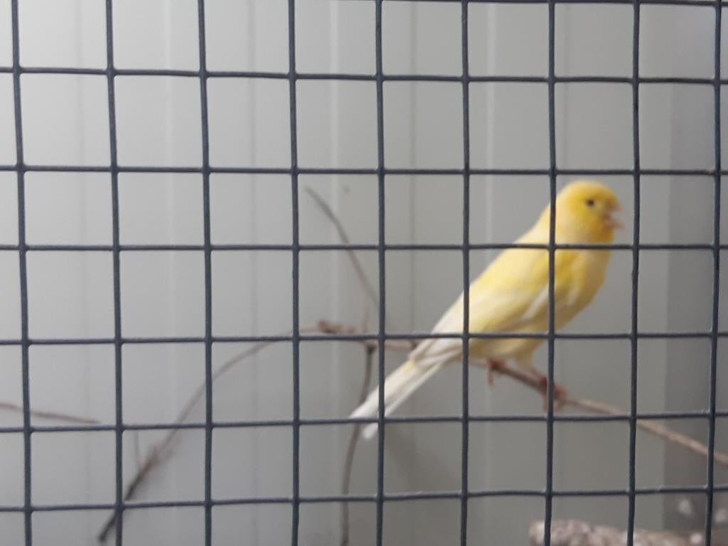 Waterslager man, Dieren en Toebehoren, Mannelijk, Zangkanarie