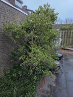 Magnolia tulpenbollen wit, Ophalen of Verzenden, Lente, Volle zon, Overige soorten