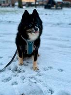Lieve Noah ~ F1 Pomsky reu, Dieren en Toebehoren, Reu, Eén hond, 3 tot 5 jaar, Nederland