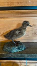 Opgezette vogel taxidermie mancave, Ophalen of Verzenden, Gebruikt, Vogel, Opgezet dier