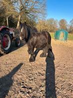 Mooie tinker, Ruin, Zadelmak, 3 tot 6 jaar, C pony (1.27m tot 1.37m)