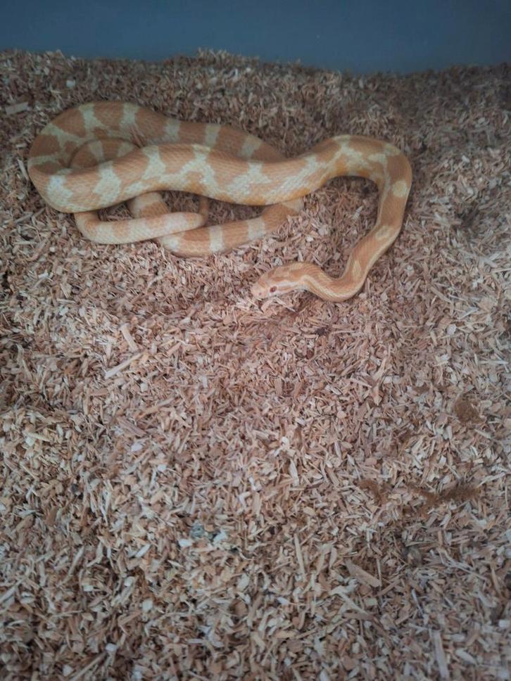 Rattenslang Rat Snake - unknown for sale from Aad