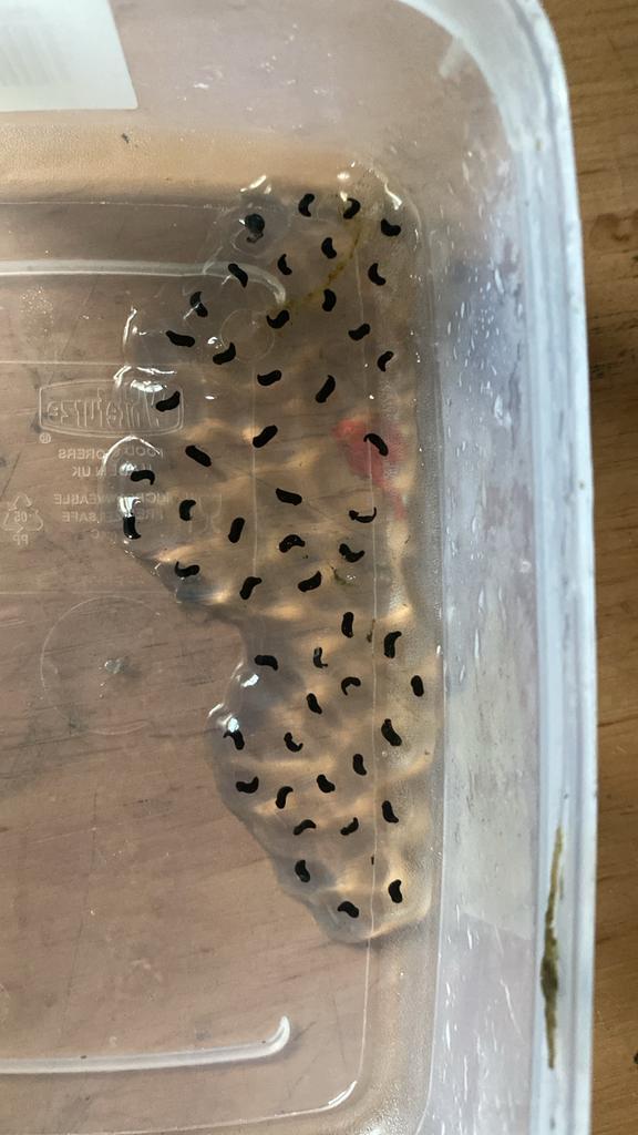 Kikkerdril TE KOOP Frog - unknown for sale from aardappel