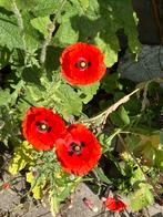 Zaden klaproos. Groot  of klein, Ophalen of Verzenden, Voorjaar, Volle zon, Zaad