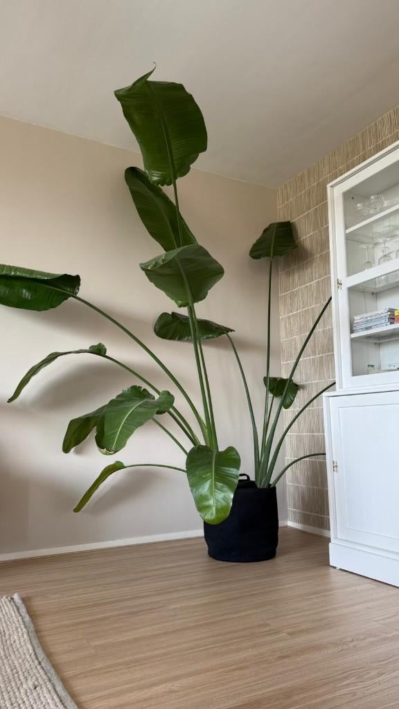 Strelitzia Nicolai, Huis en Inrichting, Kamerplanten, Ophalen, 200 cm of meer, Volledige schaduw, In pot