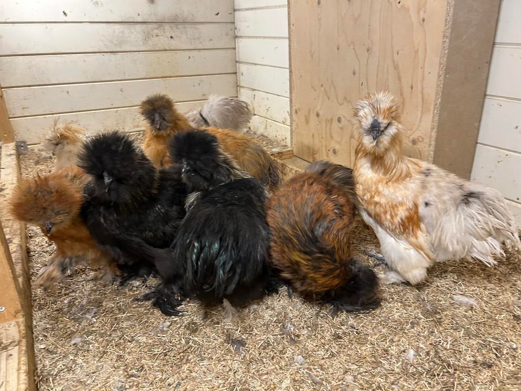 Prachtige zijdehoender USA hanen!, Mannelijk, Kip