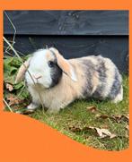 Nhd voedster dwerg konijn, Dieren en Toebehoren, Konijnen, Vrouwelijk, Dwerg, Hangoor, 0 tot 2 jaar