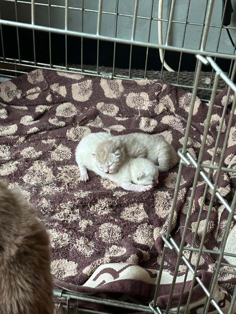 Kittens ragdoll x ragdollkruising, Kater, 0 tot 2 jaar