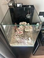 Startklaar 60L zoutwateraquarium, Ophalen, Zo goed als nieuw, Gevuld zeewateraquarium