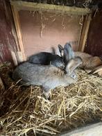 Te koop: jonge Vlaamse reuzen, Meerdere dieren, Groot, 0 tot 2 jaar