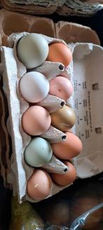 BROEDEIEREN Eastereggers/groenleggers, Dieren en Toebehoren, Pluimvee, Geslacht onbekend, Kip