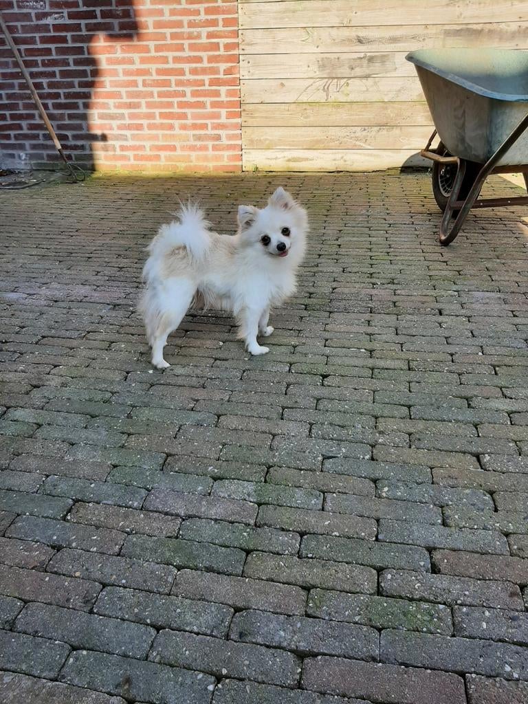 Pomeriaan teef 3,5 jaar, Keeshond, Teef, Parvo, Eén hond