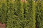 Thuja brabant coniferen VOORRADIG, Ophalen of Verzenden, Bloeit niet, Overige soorten, Volle zon