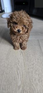 Te koop mini poedel, Dieren en Toebehoren, Honden | Chihuahua's en Gezelschapshonden, Poedel, Particulier, Reu, 8 tot 15 weken