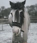 Tinker Ruin 13 jaar met CPL 1,45 m, Ophalen, Zo goed als nieuw