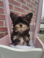 Mini Boomer puppie.s chihuahua mix. (Beide ouders aanwezig), Parvo, Nederland, Overige rassen, 8 tot 15 weken