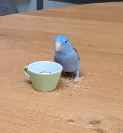 Forpus mannetje 3maand oud, Mannelijk, Dwergpapegaai of Agapornis