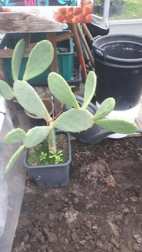 Opuntia Indica Cactus - Vijgencactus, Ophalen, Zomer, Vaste plant, Volle zon