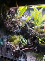 Puludarium met 3 muskus schildpadden, Ophalen, Gebruikt, Terrarium of Paludarium