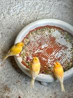 Kanaries mannen, Dieren en Toebehoren, Vogels | Kanaries, Mannelijk, Kleurkanarie
