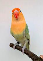 Pracht koppel opaline turquoise dilute Fischeri 's, Dieren en Toebehoren, Vogels | Parkieten en Papegaaien, Meerdere dieren, Dwergpapegaai of Agapornis