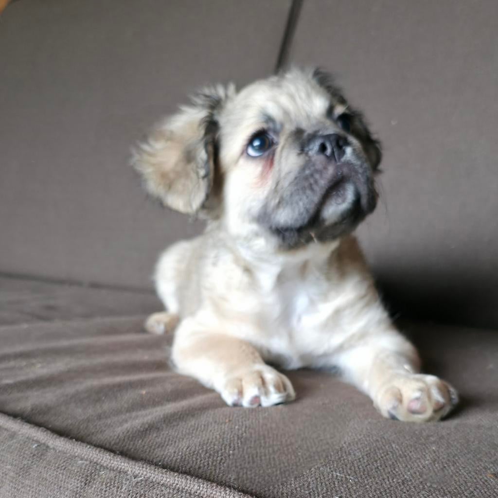 Super leuke x fluffy franse bulldog reu pup, Parvo, Reu, 8 tot 15 weken, Bulldog