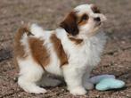 Knappe Boomer pups., Dieren en Toebehoren, Honden | Chihuahua's en Gezelschapshonden, Nederland, Parvo, Overige rassen, 8 tot 15 weken