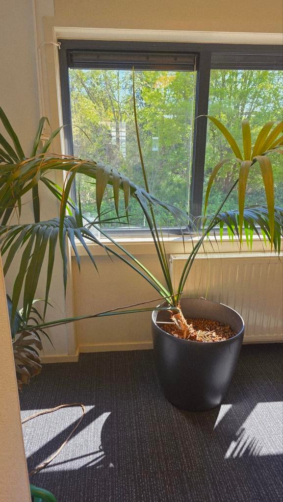 Grote Palmplant - Zoekt Nieuw Thuis, Huis en Inrichting, Kamerplanten, Ophalen, Palm, Halfschaduw, In pot