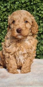 Lieve en sociale mini labradoodle pups🧸mini doodle, Parvo, Overige rassen, 8 tot 15 weken, Meerdere