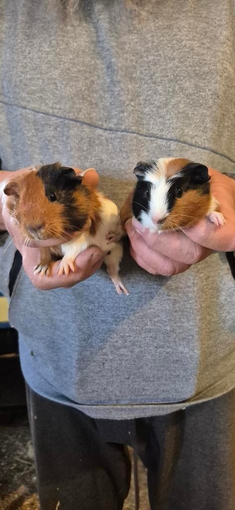 Cavia zeugjes, Dieren en Toebehoren, Knaagdieren, Januari, Vrouwelijk, Cavia