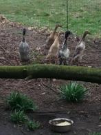 Broedeieren loopeenden, Dieren en Toebehoren, Geslacht onbekend, Eend