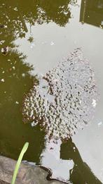 Kikkerdril gratis af te halen, Dieren en Toebehoren