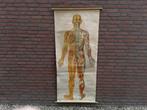 Atanomisch vintage  schoolplaat menselijk lichaam, Ophalen of Verzenden