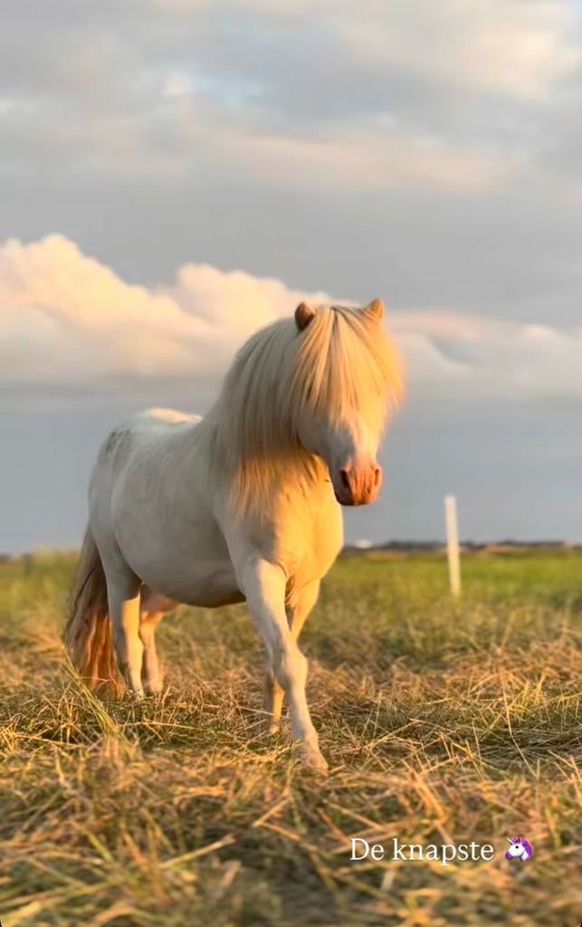 Cremello hengst ter dekking!, Dieren en Toebehoren, Paarden en Pony's | Dekhengsten en Fokmerries, Hengst