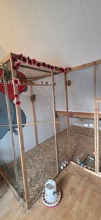 Goudbuikjes tijgervinkjes dornastildes goulds, Ophalen of Verzenden, Nieuw