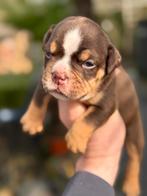 Bullforce Old English Bulldog pup reu mag gelijk mee, Dieren en Toebehoren, Honden | Bulldogs, Pinschers en Molossers, Nederland