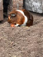 Konijnen en cavia, Dieren en Toebehoren, Knaagdieren, Meerdere dieren, Tam, Maart, Cavia