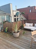 Grote palm in groene pot, Ophalen, Palm, Halfschaduw, In pot