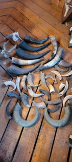 Hoorns gewei jacht jagen Veluwe wild schedel, Ophalen of Verzenden, Gebruikt, Wild dier, Schedel