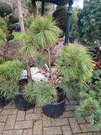 Pinus Wallichiana Vormsnoei - Himalayaden, Volle zon, Vaste plant, Bloeit niet, Ophalen