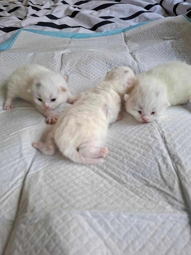 Halflangharige kittens, Dieren en Toebehoren, Katten en Kittens | Overige Katten, Meerdere dieren
