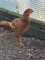 Jonge Goudfazanten hanen te koop, Mannelijk, Overige soorten