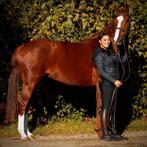 FOKMERRIE / HAMLET X COLUMBUS, Dieren en Toebehoren, Merrie